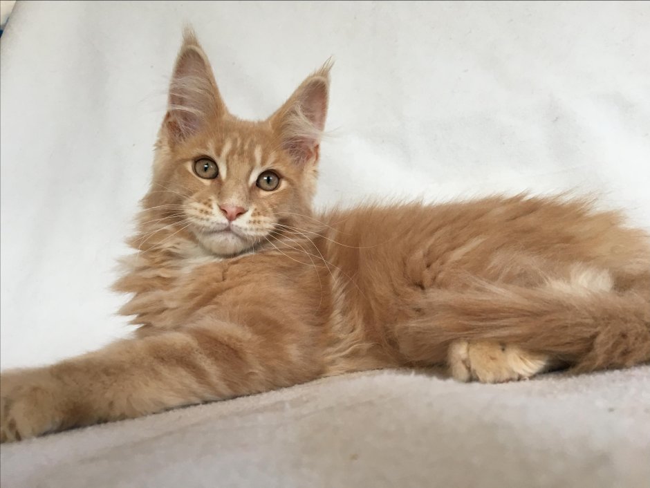 Мейн кун с короткой шерстью