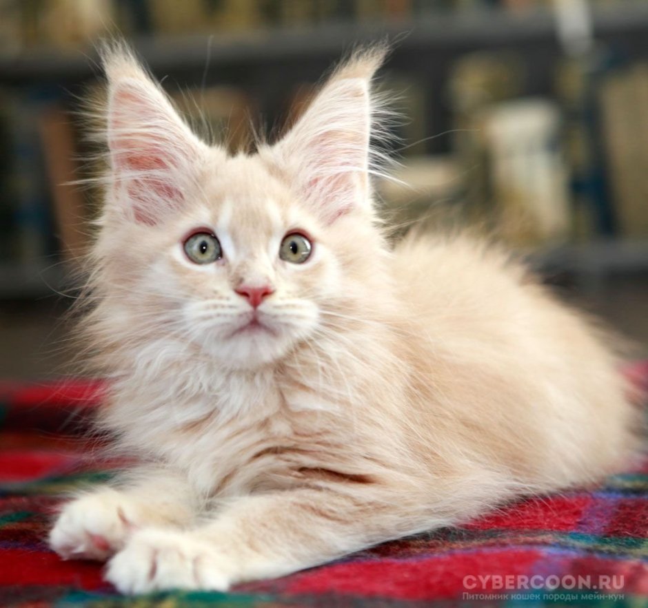 Мейн кун персиковый