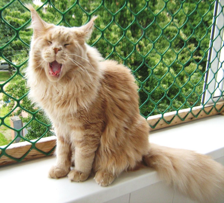 Incanto Vista питомник Мейн кунов