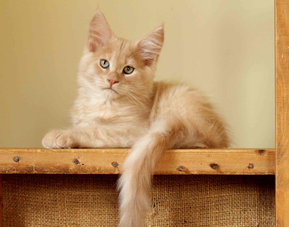 Персиковые котята Мейн куна