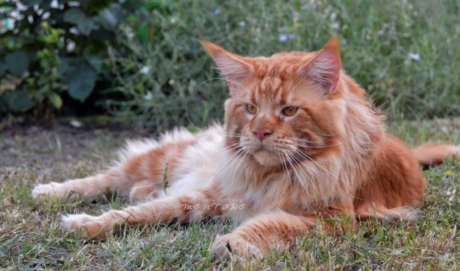 Мейн кун циннамон