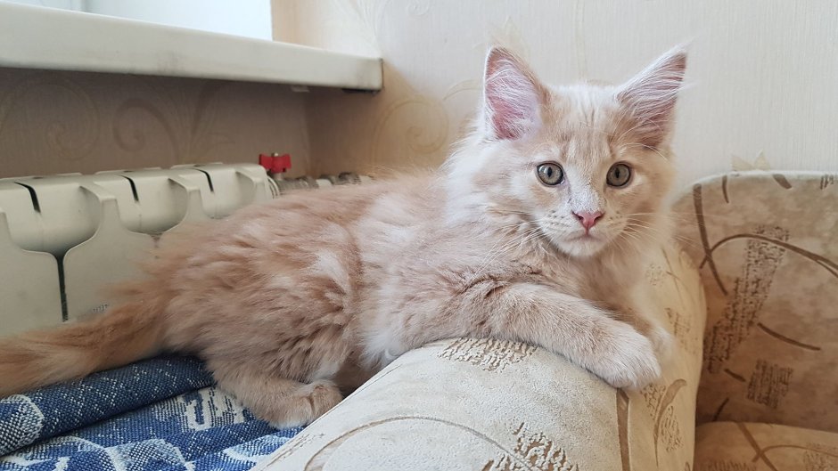 Рыжий с голубыми глазами кот Мейн кун
