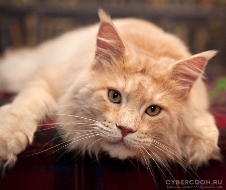 Мейн кун персиковый