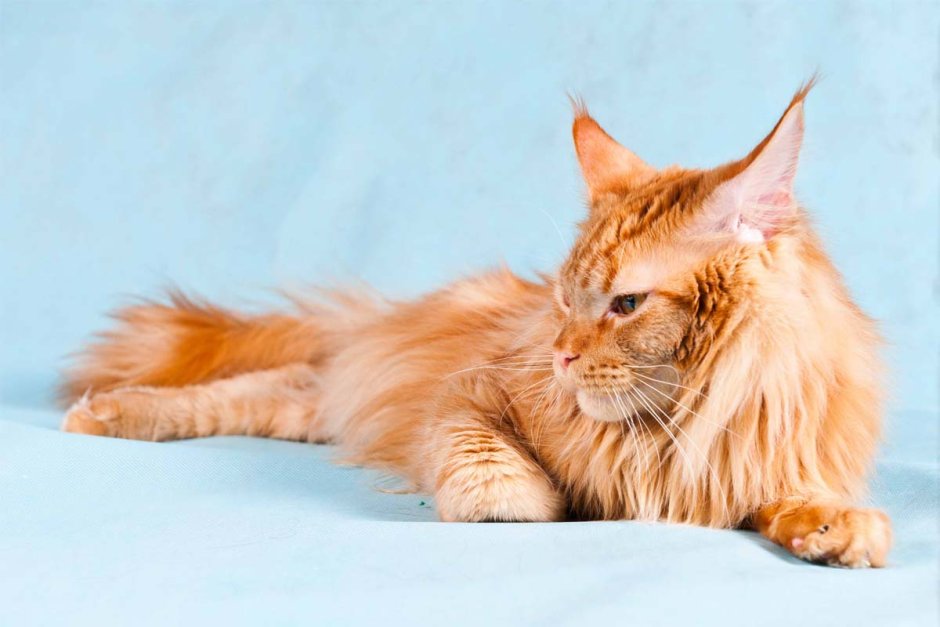 Кот Мейн кун фото