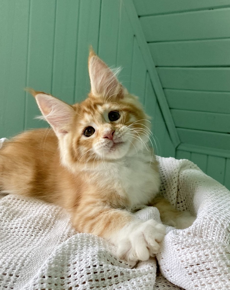 Мейн кун рыжий