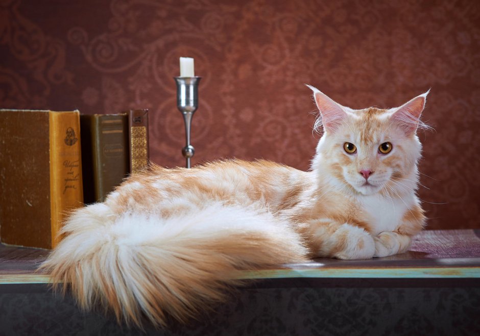 Кремовый Мейн кун котенок