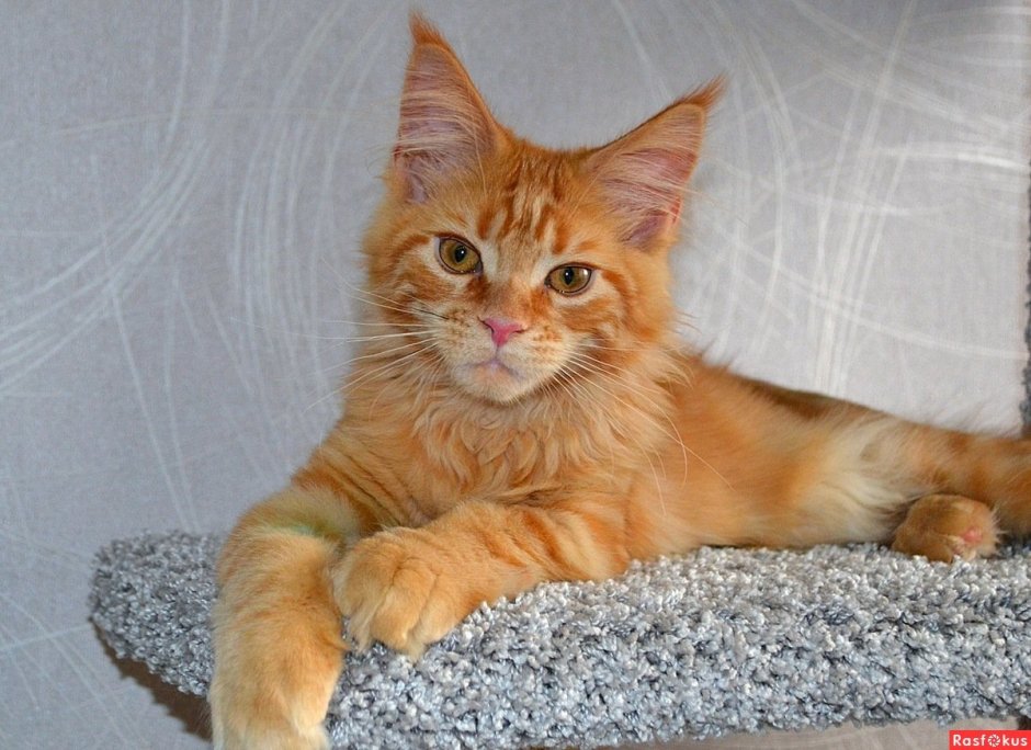 Мейн кун красный табби