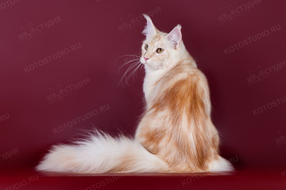 Мейн кун кремовый