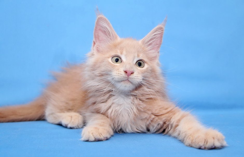 Мейн кун кремовый Солид