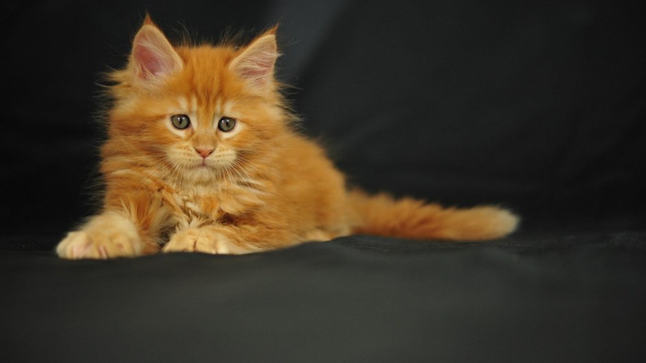 Рыжий кот Мейн кун