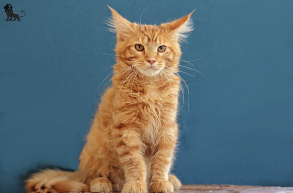 Карисса питомник Мейн кунов da capo