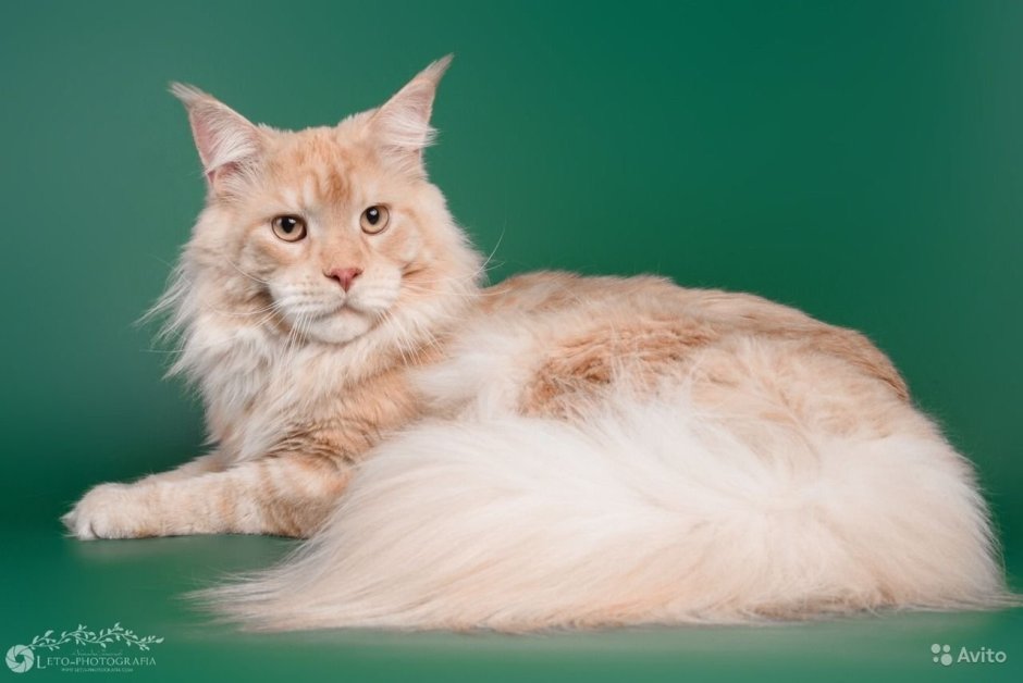 Мейн кун кремовый