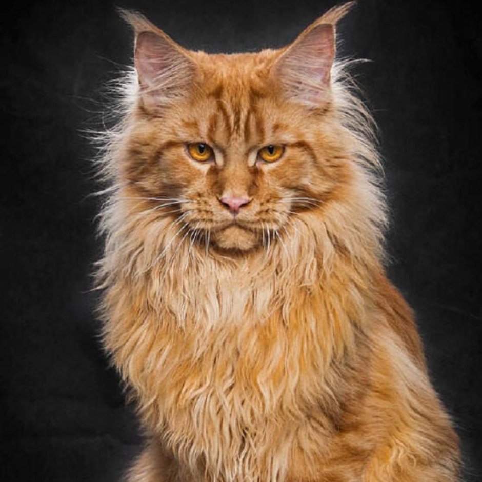 Европейская длинношерстная кошка рыжая