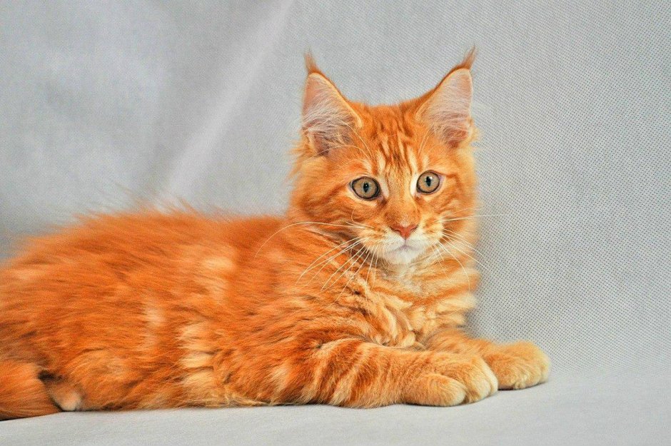 Персиковые котята Мейн куна