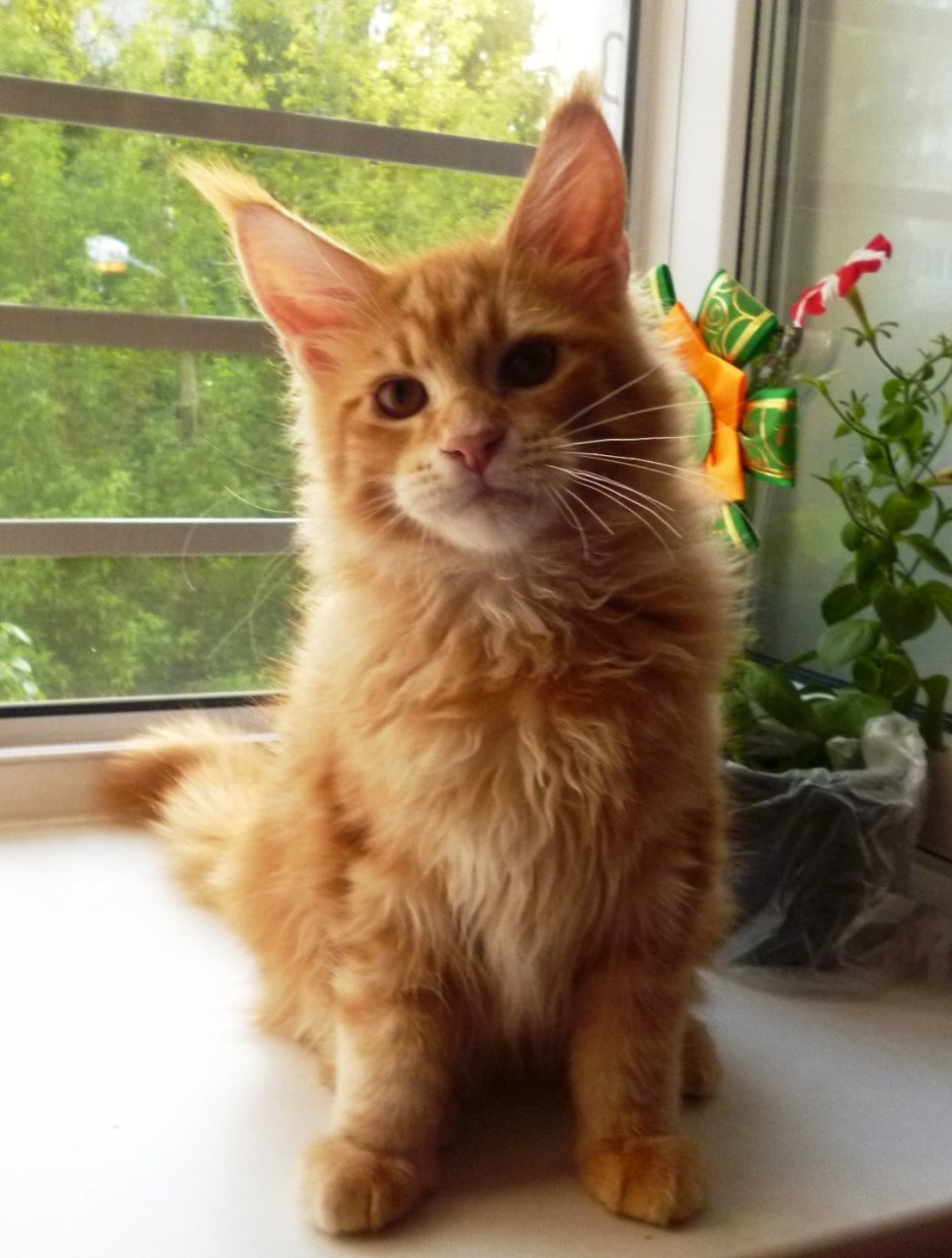 Мейн кун Кемерово