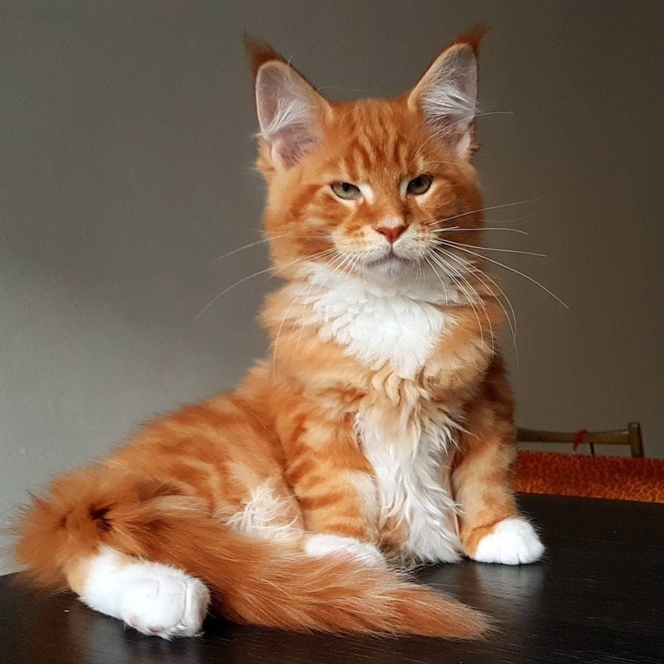 Мейн кун рыжий