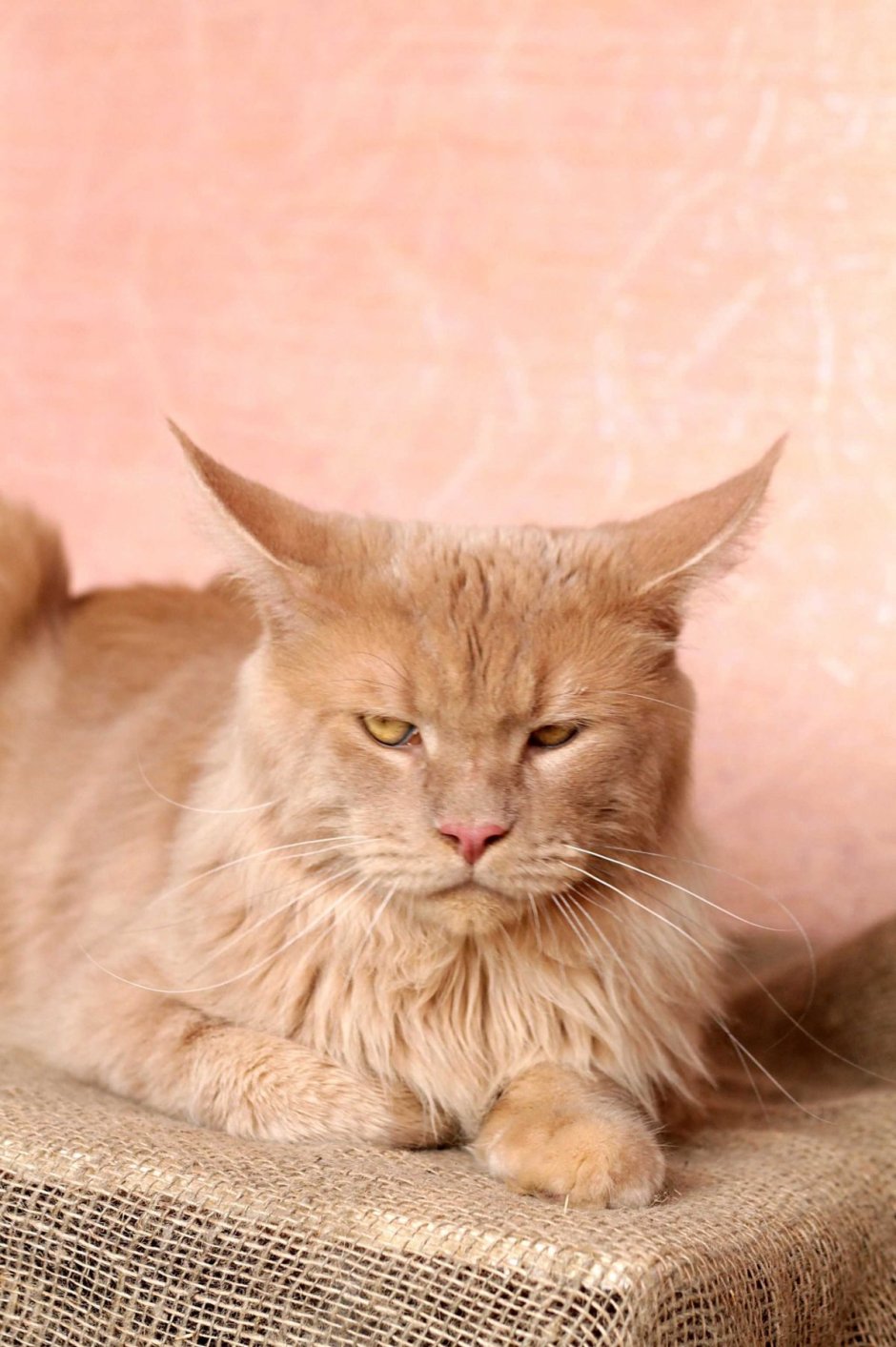 Гигантский кот Мейн кун