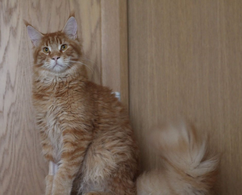 Кошка Мейн кун красный Солид