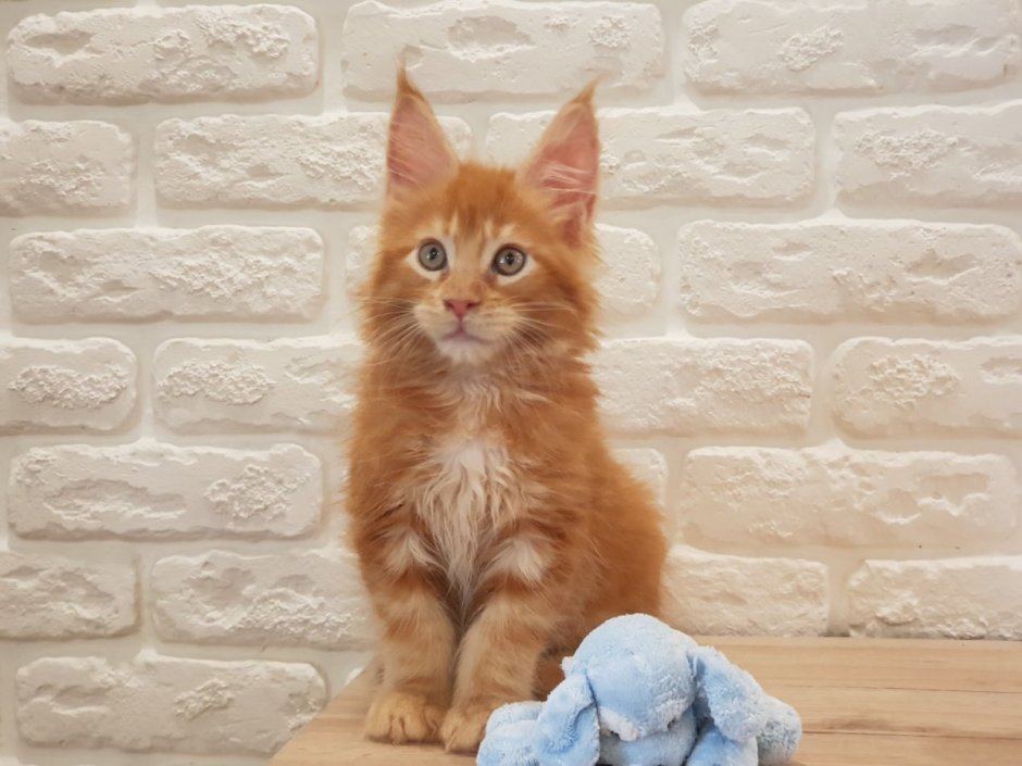 Мейн кун рыжий