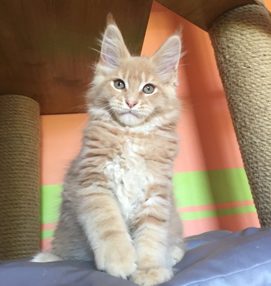 Мейн кун рыжий и черный