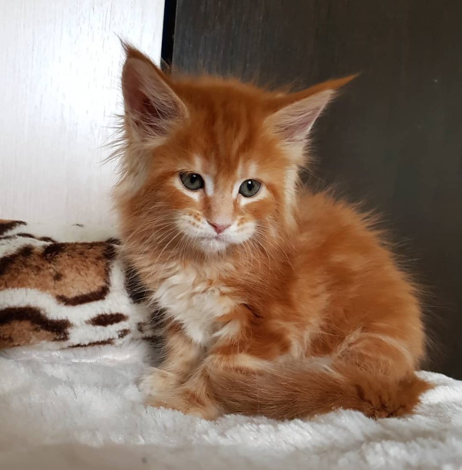 Рыжий кот Мейн кун