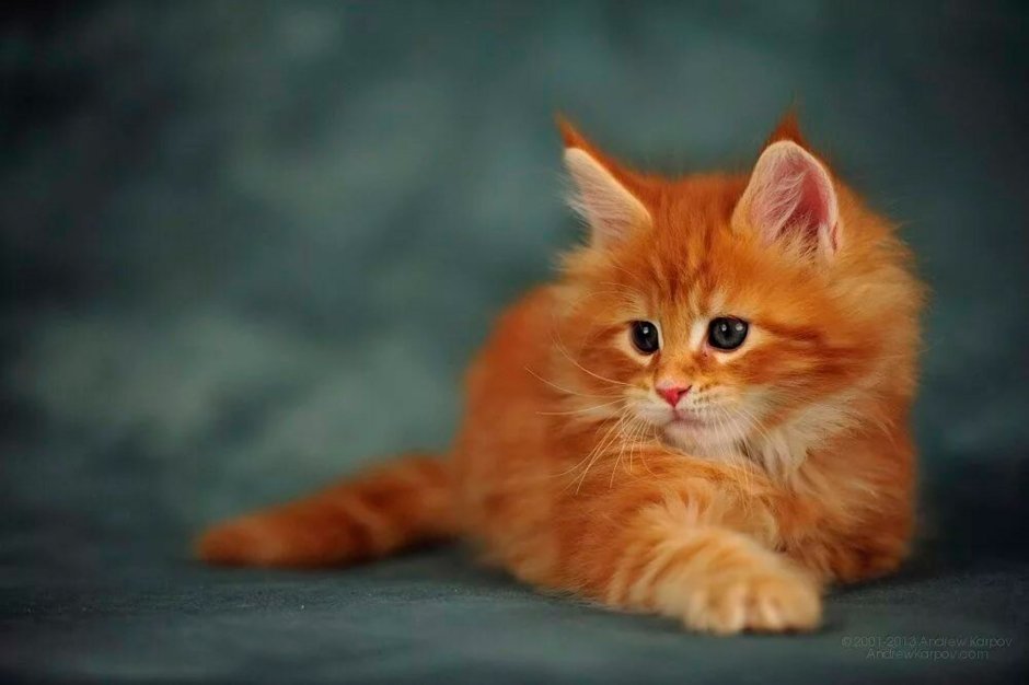 Турецкая ангора персиковый окрас