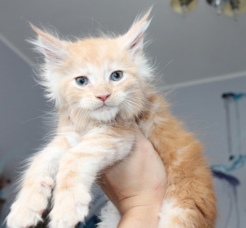 Мейн-кун рыжие три котенка