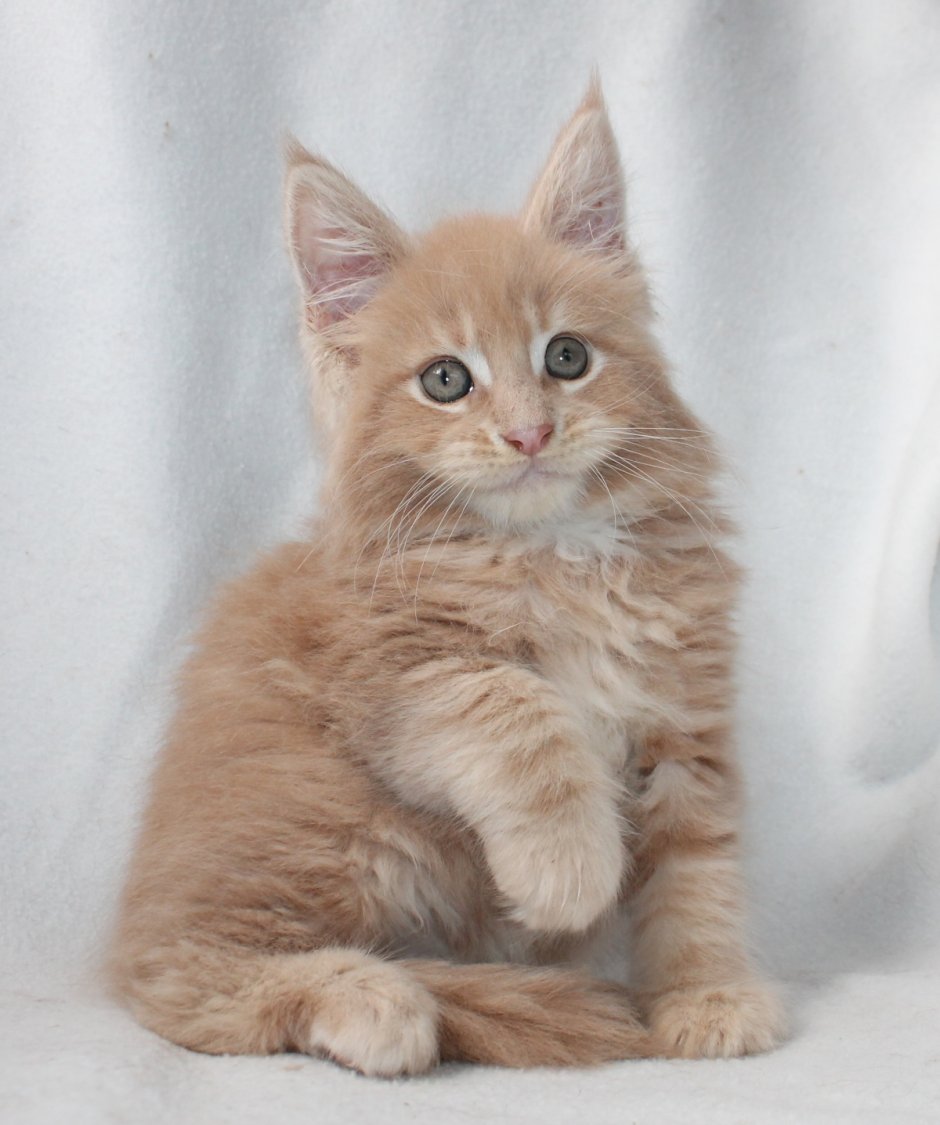 Мейн-кун персикового окраса