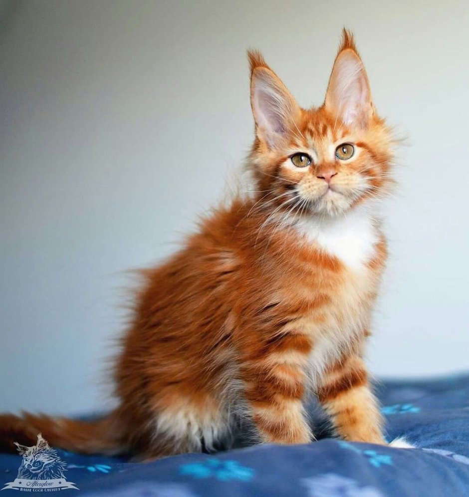 Мейн кун персиковый