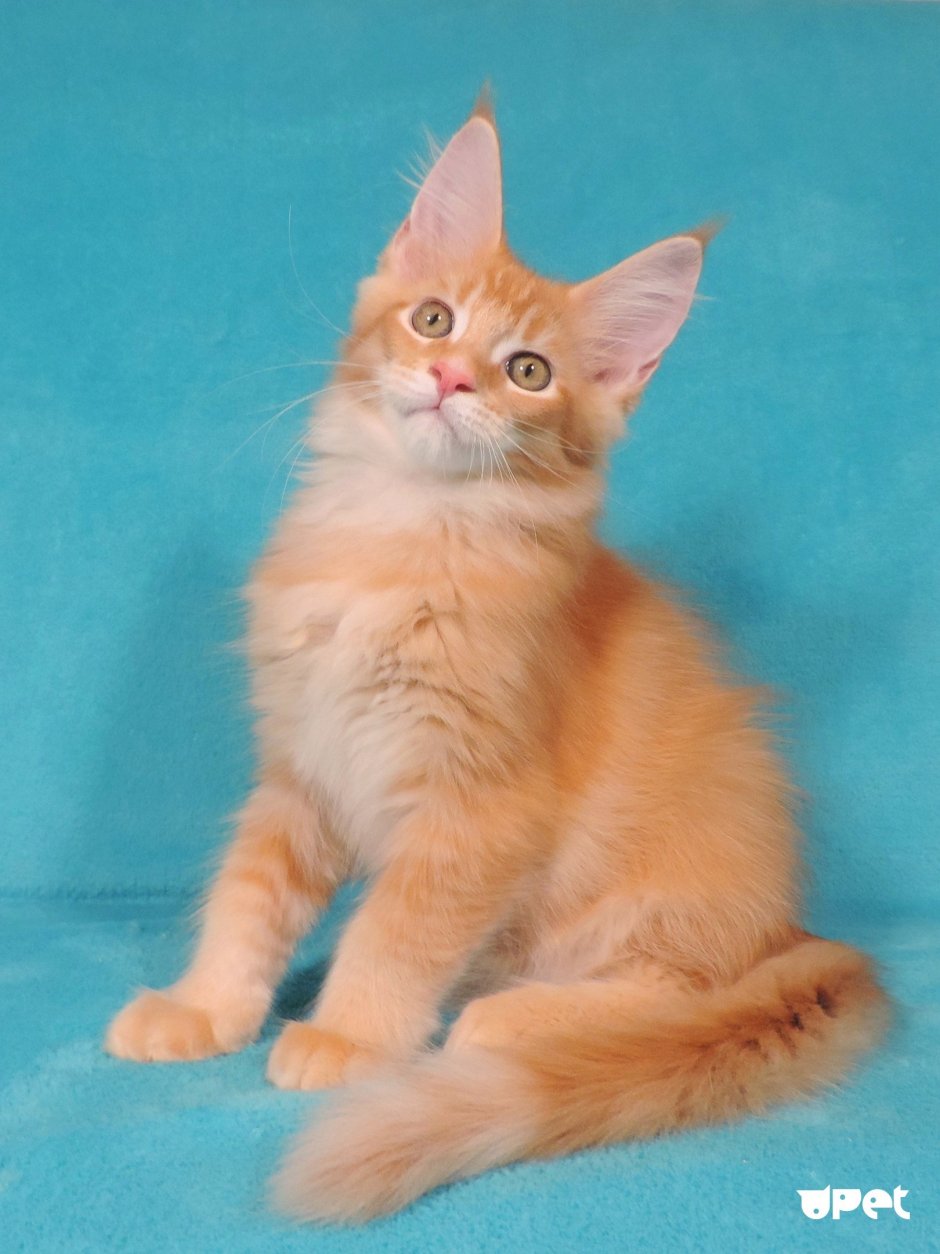 Рыжий бесстыжий кот