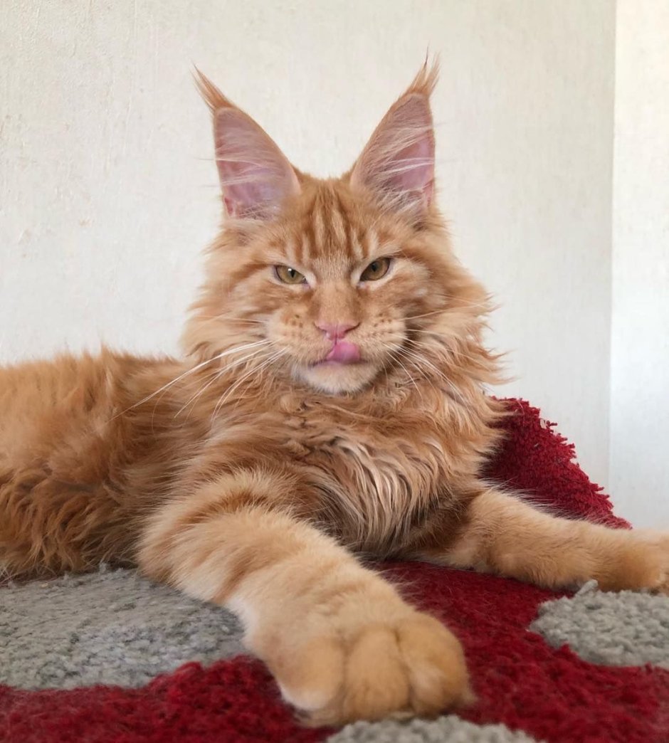 Кот Мейн кун Лотус