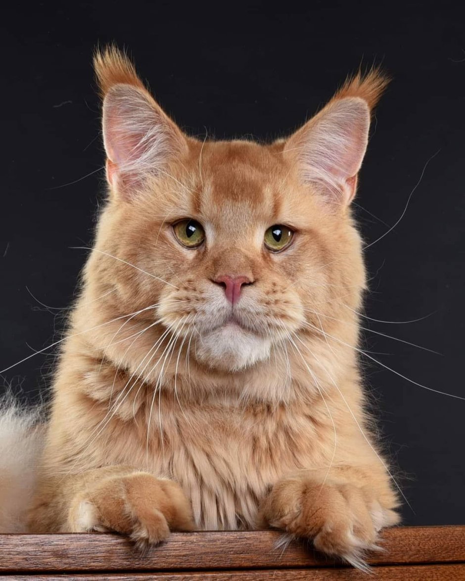 Мейн кун американский рыжий