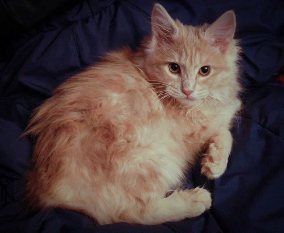 Палевый Мейн кун