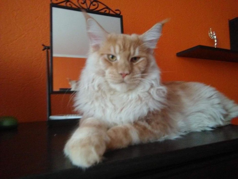 Мейнкун кот кремовый и человек