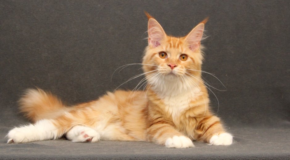 Мейн кун и перс