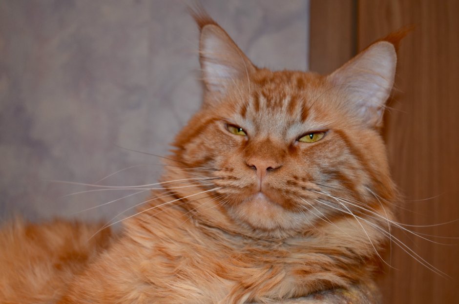 Мейн кун персиковый