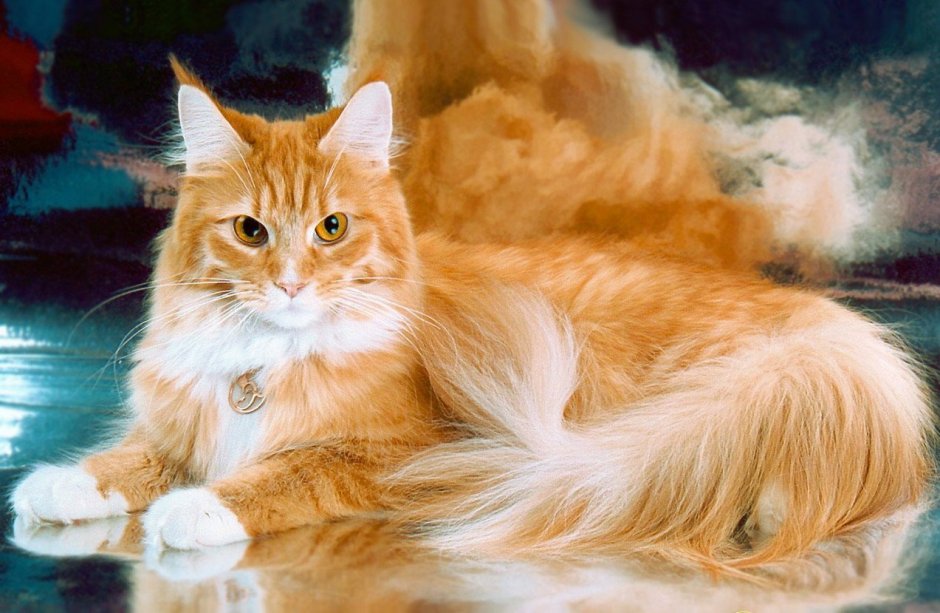 Мейн кун персиковый