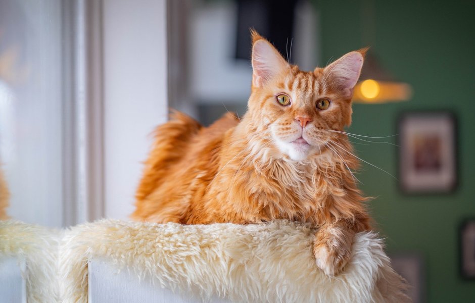 Мейн кун циннамон