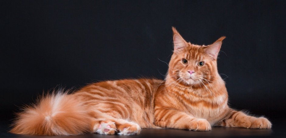 Курильский бобтейл персиковый