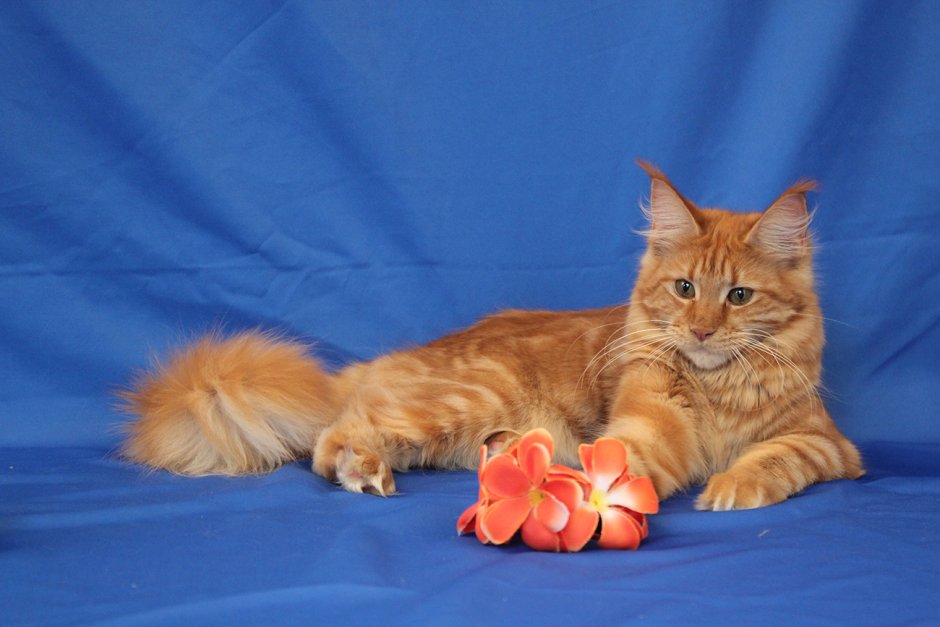 Красный мраморный Мейн кун