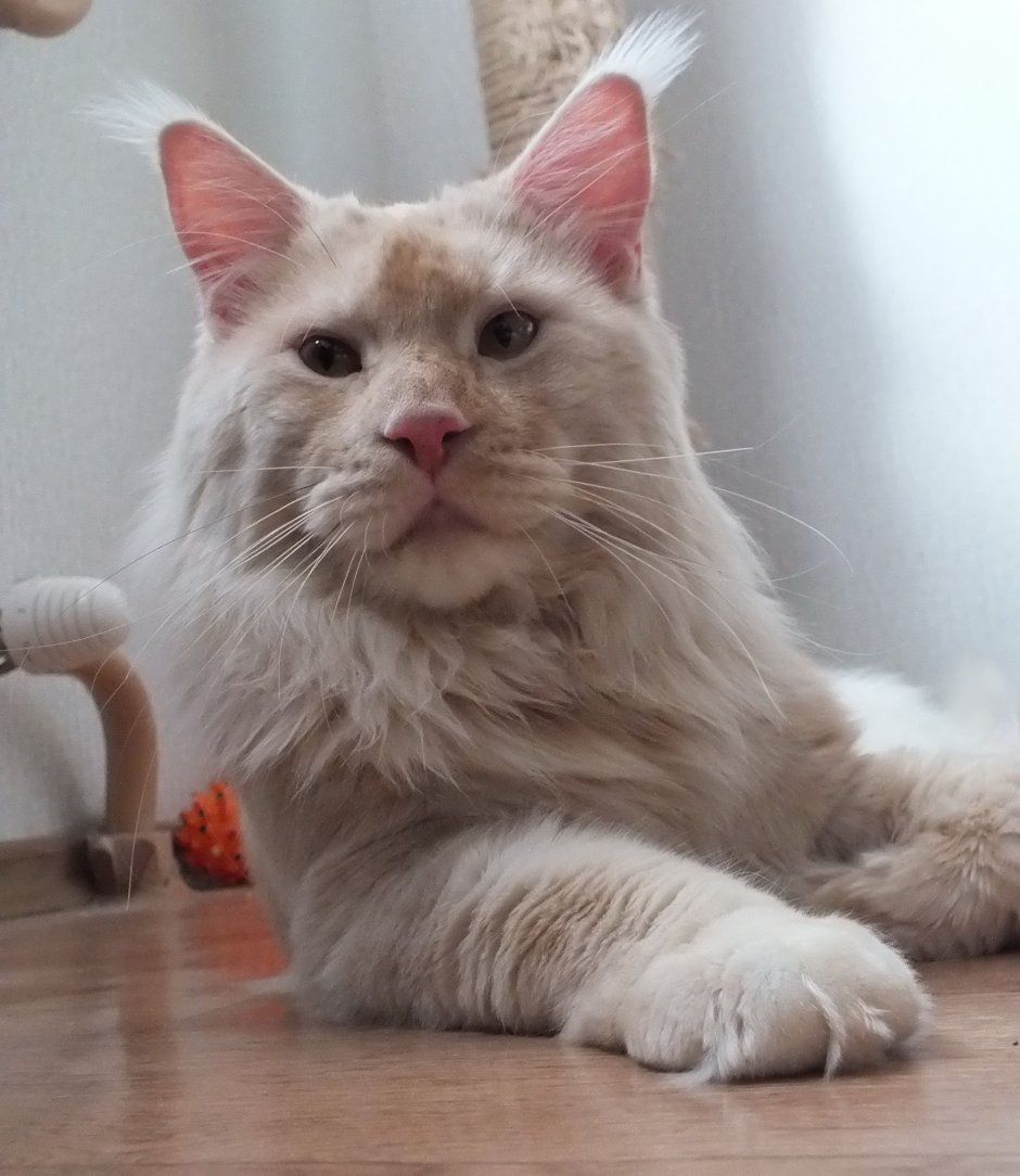 Питомник Мейн кунов Miracle