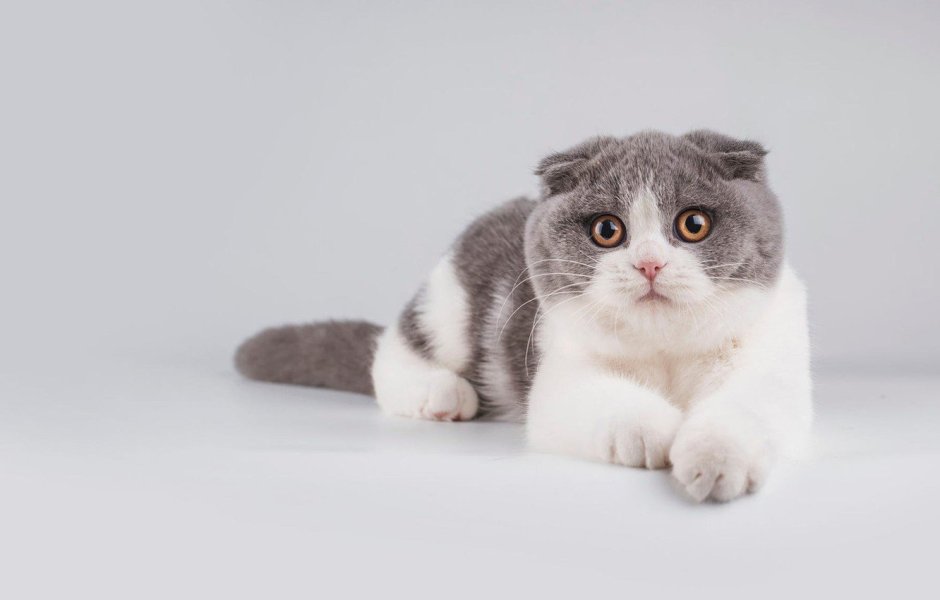 Скоттиш фолд серо белый