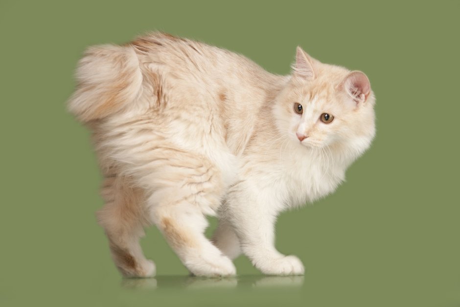 Кимрик Уэльская кошка