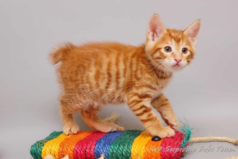 Манчкин кот