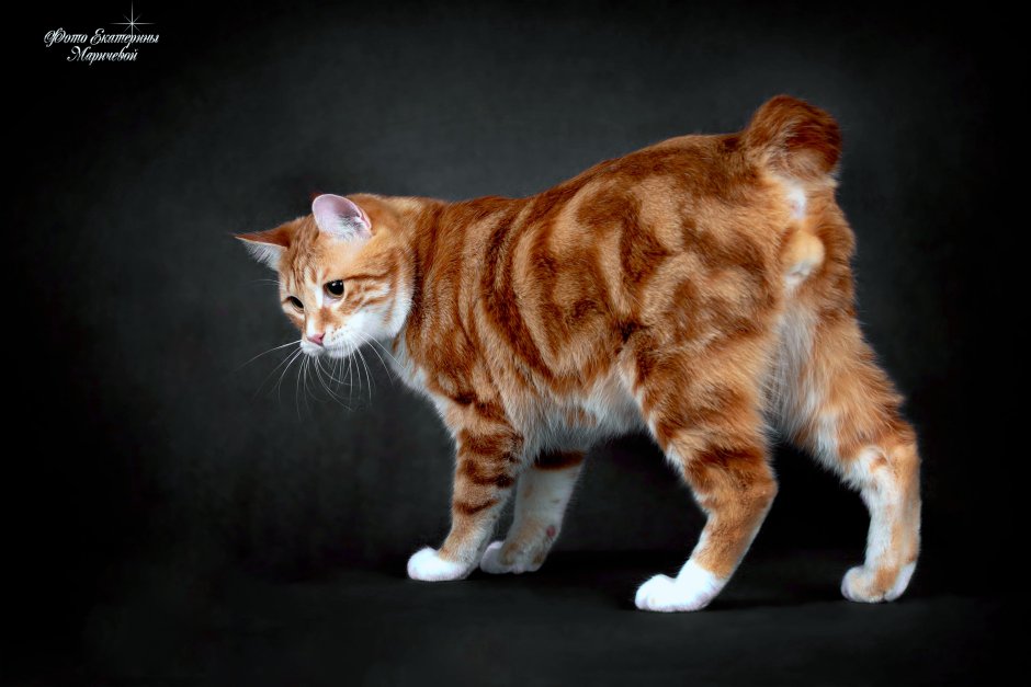 Скоттиш фолд Манчкин