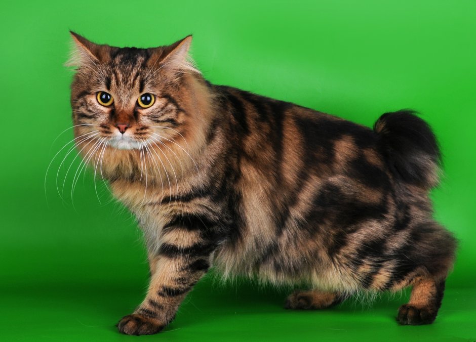 Кот Курильский бобтейл гладкошерстный
