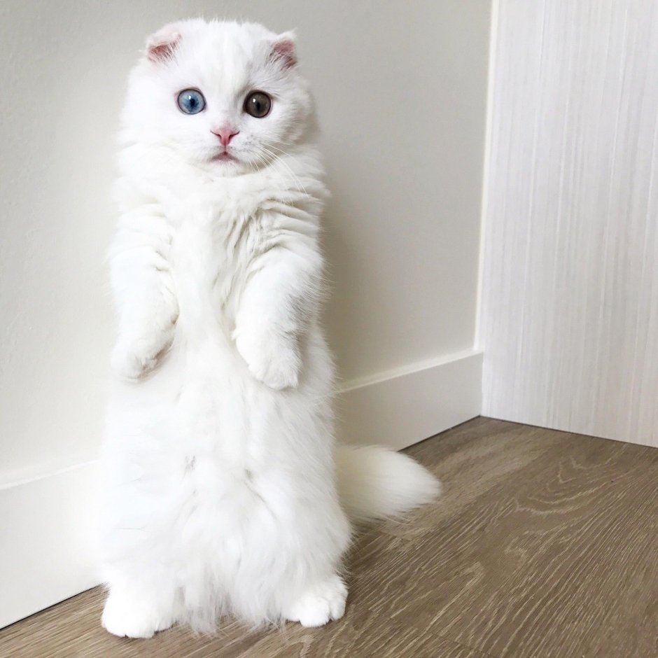 Курильский бобтейл