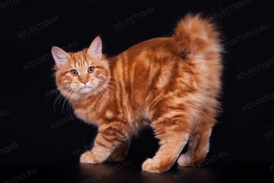 Кот Курильский бобтейл