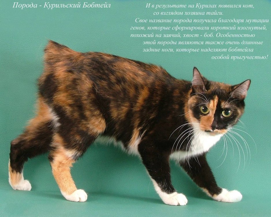 Котики разных пород с названиями