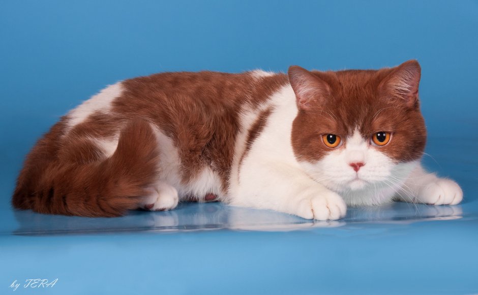 Скоттиш фолд Калико